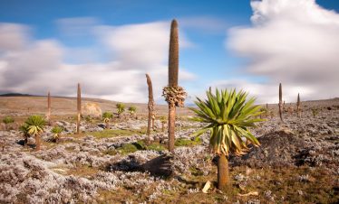 Bale Mountains National Park Sycamore Ethiopia Tours