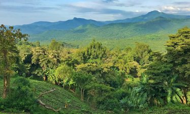 Chebera-Churchura-Park-Sycamore-Ethiopia-Tours