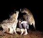 Harar Hyena Feeding Sycamore Ethiopia Tours
