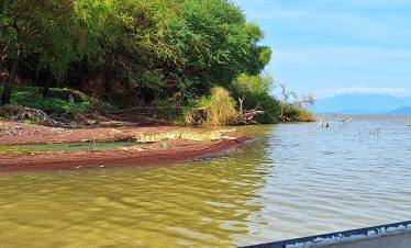 Lake Chamo Crocodiles Sycamore Ethiopia Tours