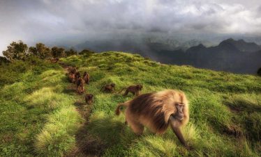 Simien Mountains National Park Sycamore Ethiopia Tours
